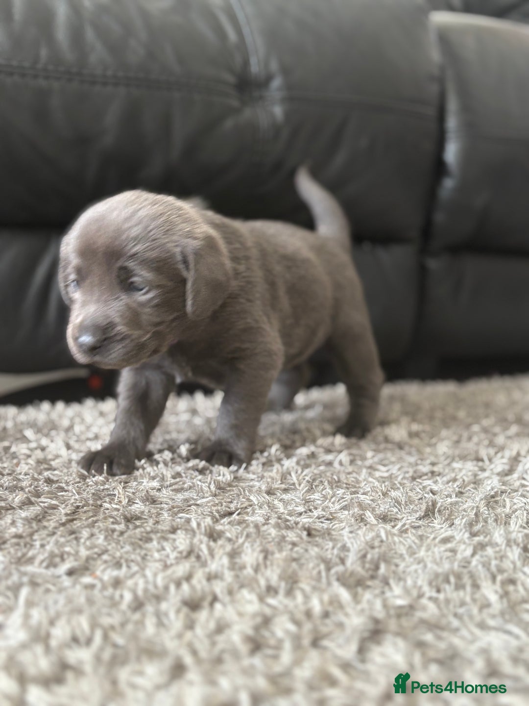 Labrador Retriever dogs for sale: Stunning Charcoal Labrador puppies - Image 14