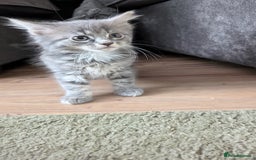 Maine Coon cats for sale: Maine Coon kittens available to loving homes 💖 - Image 4