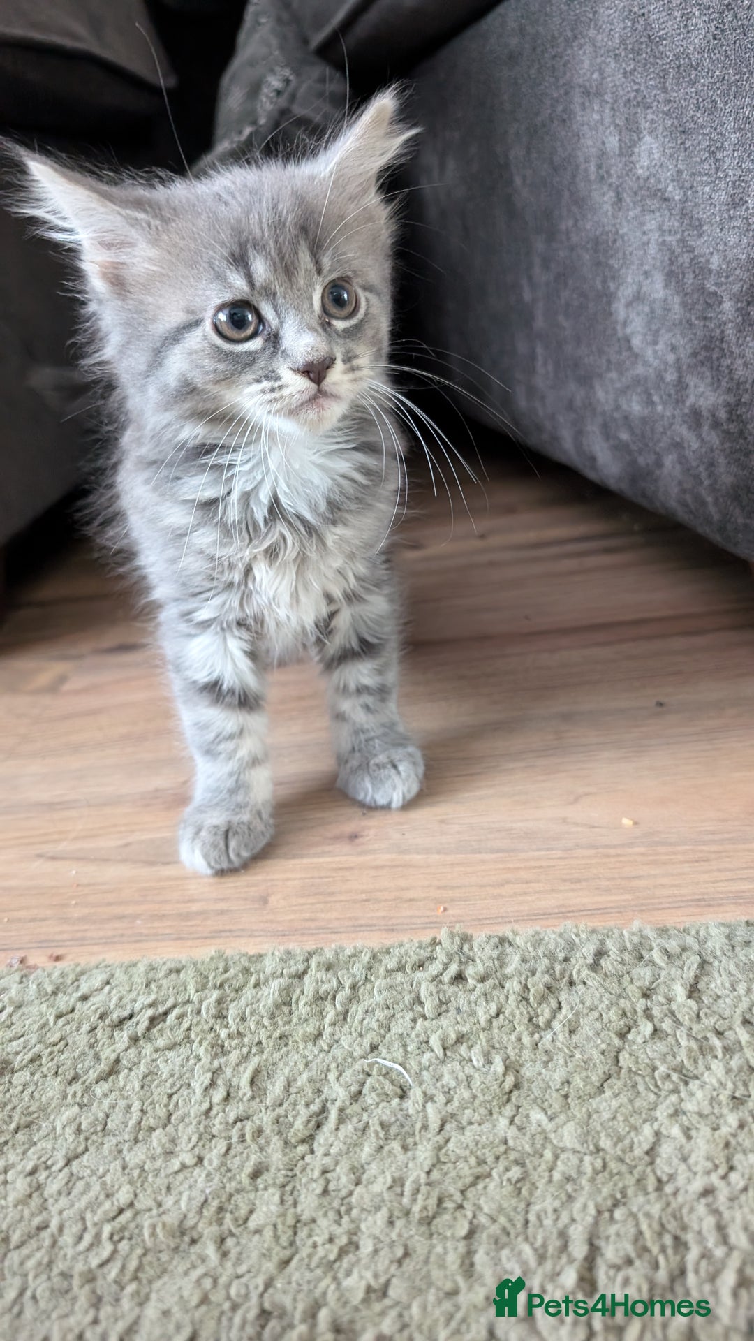 Maine Coon cats for sale: Maine Coon kittens available to loving homes 💖 - Image 4