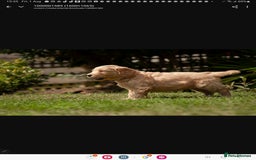 Labradoodle dogs for sale: 2nd Generation Labradoodles - Image 9