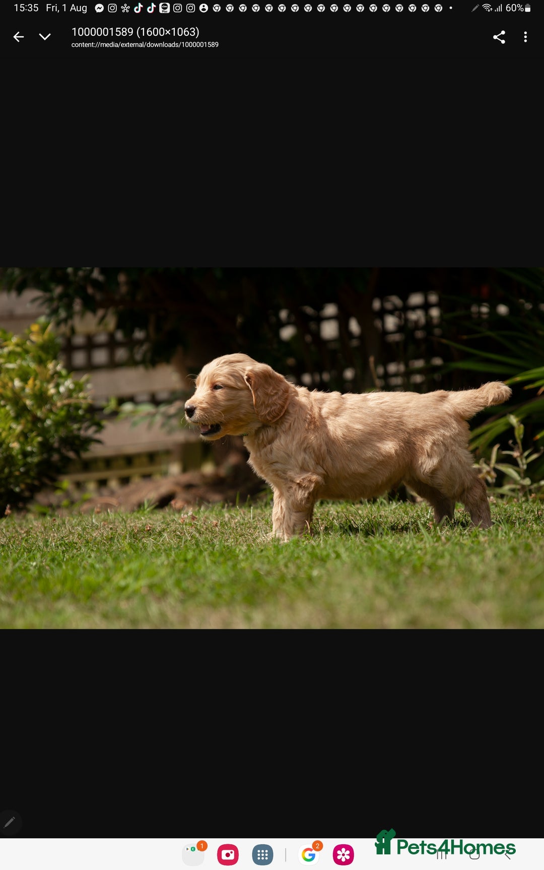 Labradoodle dogs for sale: 2nd Generation Labradoodles - Image 9