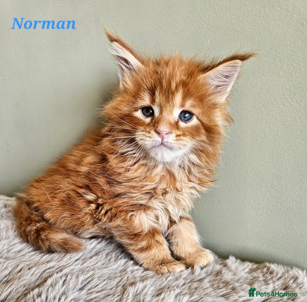 Maine Coon cats Stunning Pedigree Maine Coon Kittens  - Advert 2