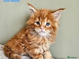 Maine Coon cats Stunning Pedigree Maine Coon Kittens - Advert 3