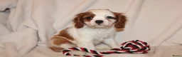 Cavalier King Charles Spaniel dogs for sale: Gorgeous Cavalier King Charles Spaniel puppies - Advert 21
