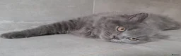 British Shorthair cats for sale: 4 years old gorgeous Blue BSH neutered girl  - Advert 4