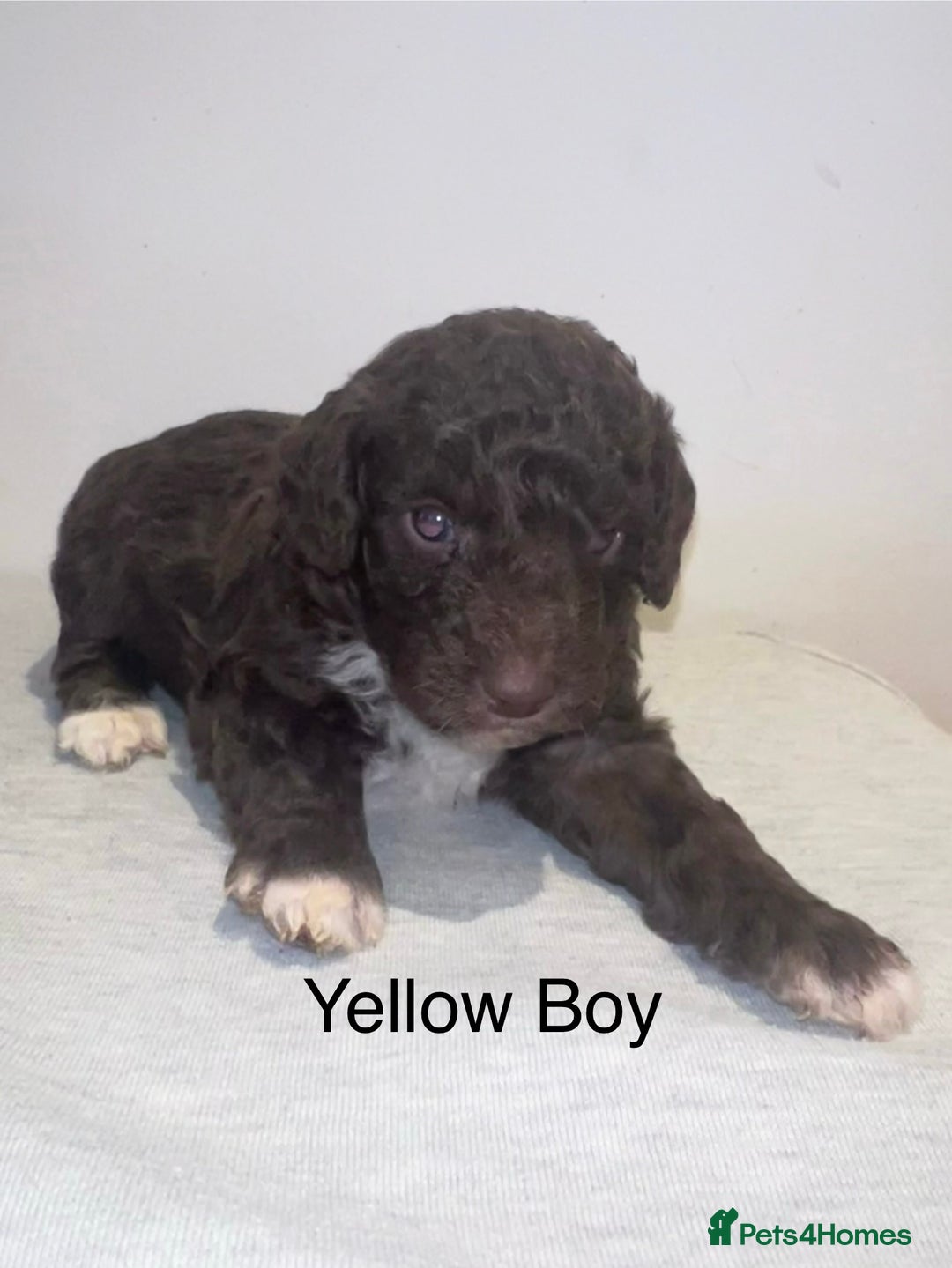 Mixed Breed dogs for sale: Cadoodle Puppies for sale - Advert 10