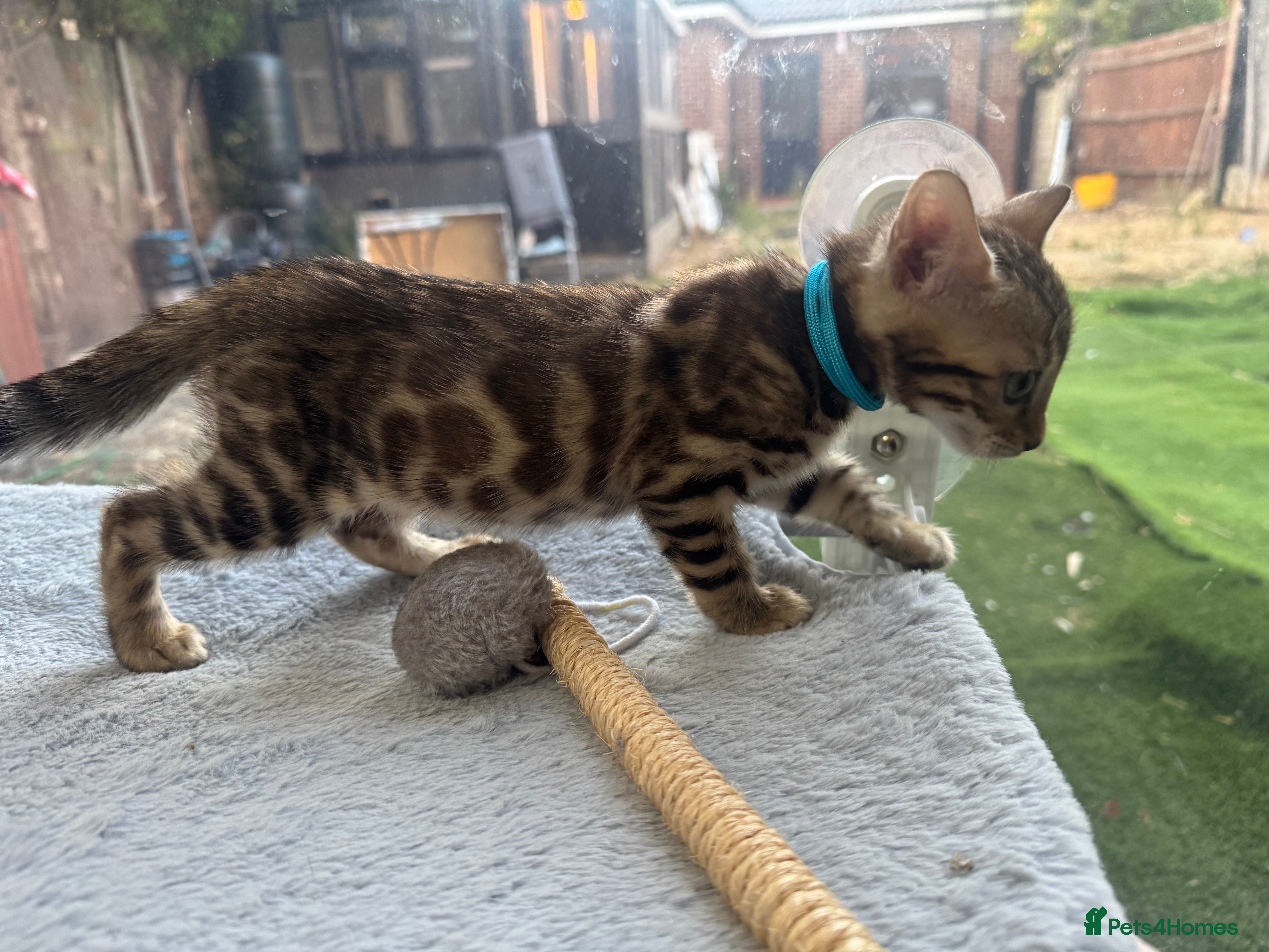 Bengal cats 💕Rosetted bengal kittens 💕 - Advert 2