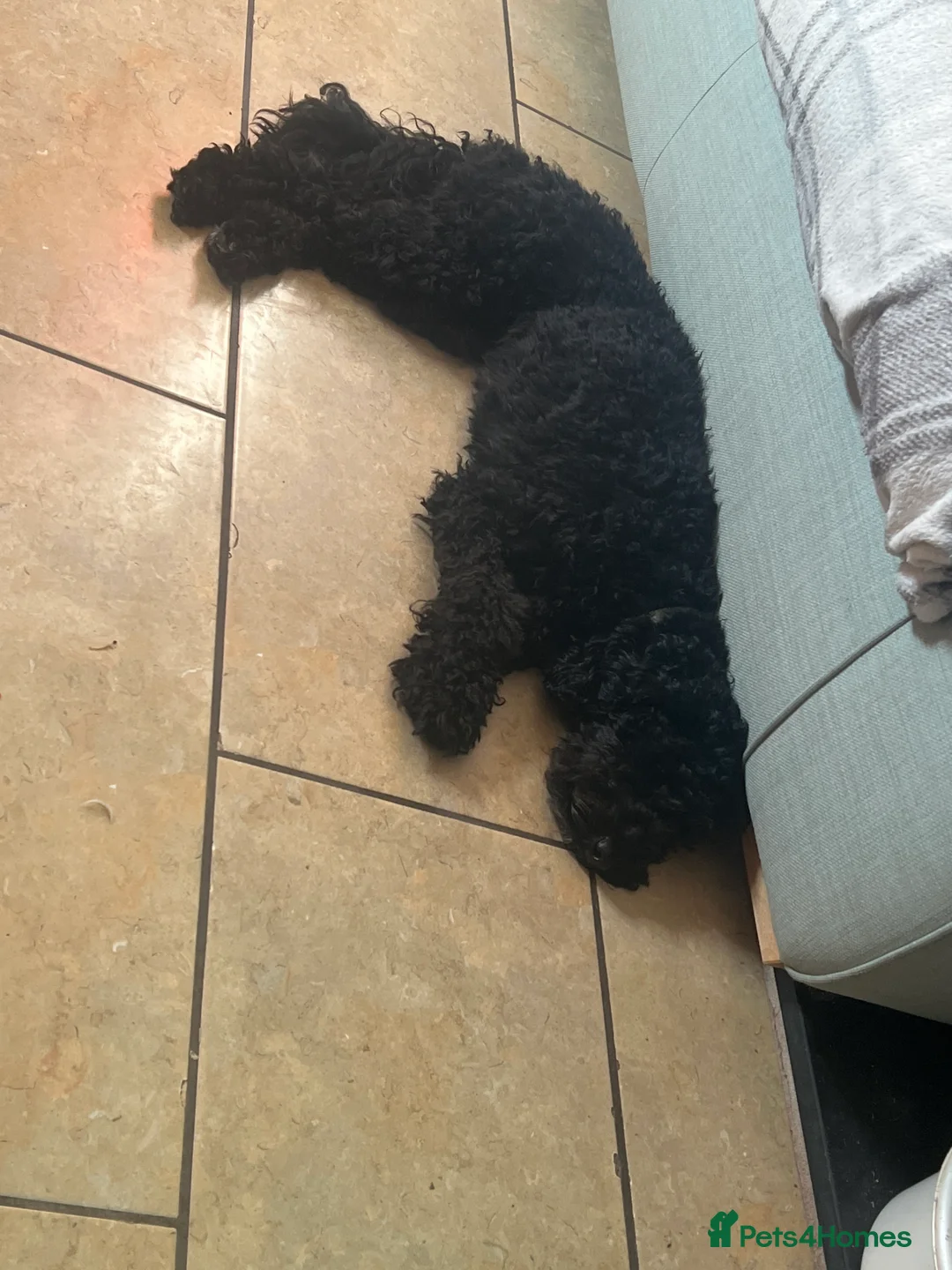 Mini Goldendoodle dogs for sale: Mika for re homing  - Advert 3