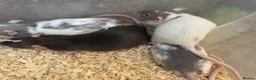 Rat rodents for sale: Young Dumbo Rats For Sale - Advert 4