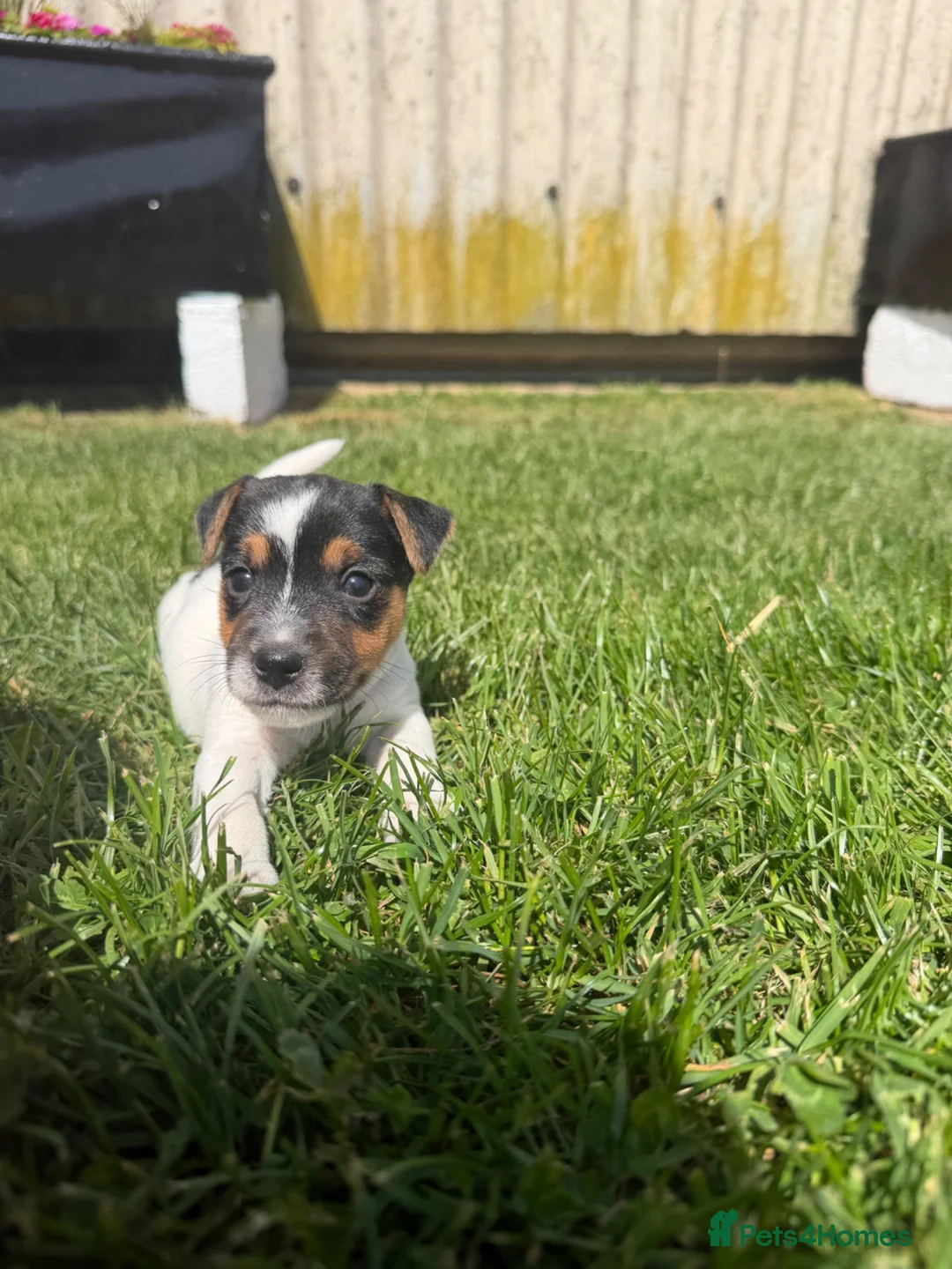 Jack Russell dogs for stud: Jack Russell proven stud dog  - Advert 4