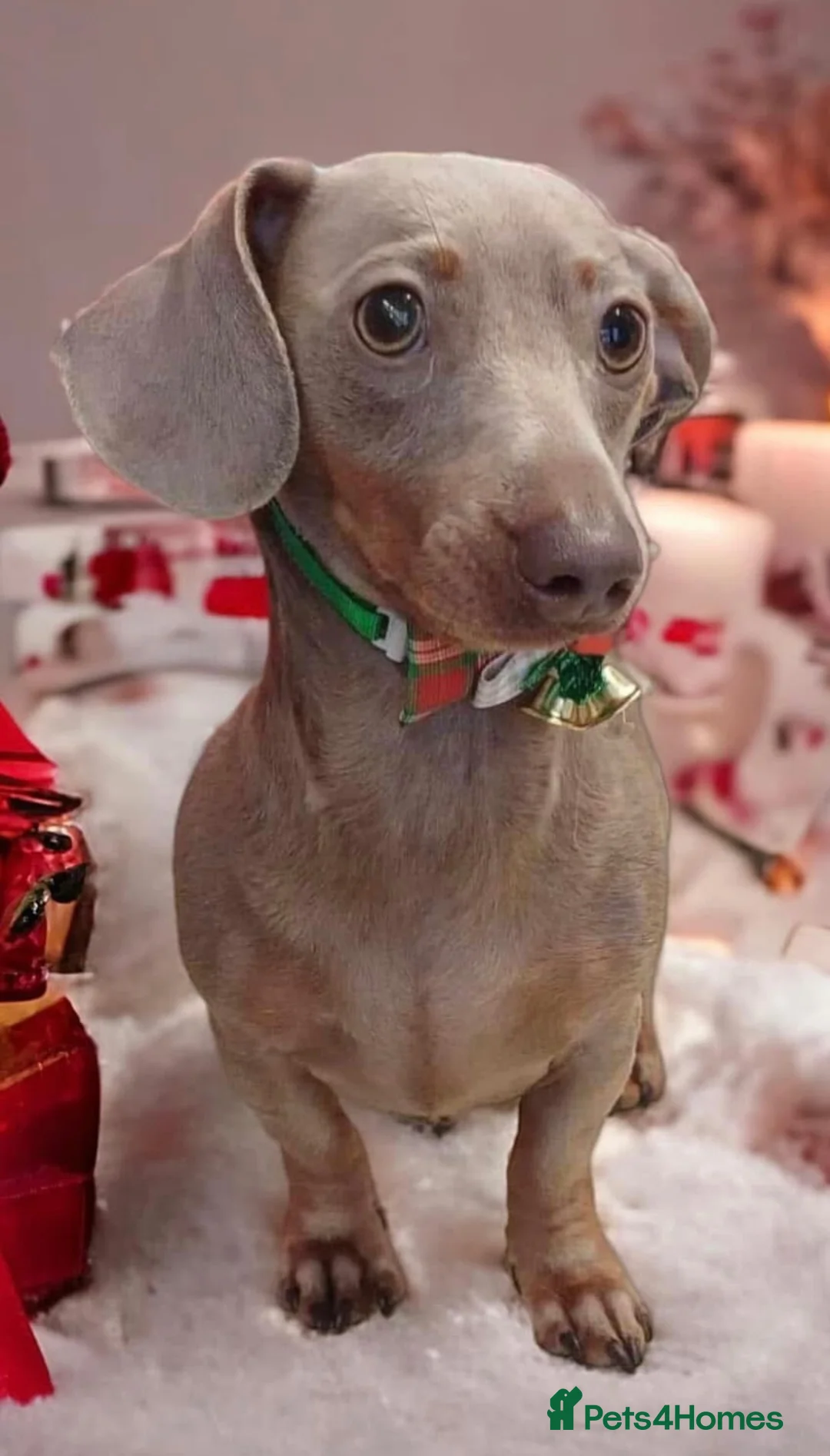 Miniature Dachshund dogs for sale: ⭐️ KC Registered Miniature Dachshund Puppies⭐️  - Advert 13