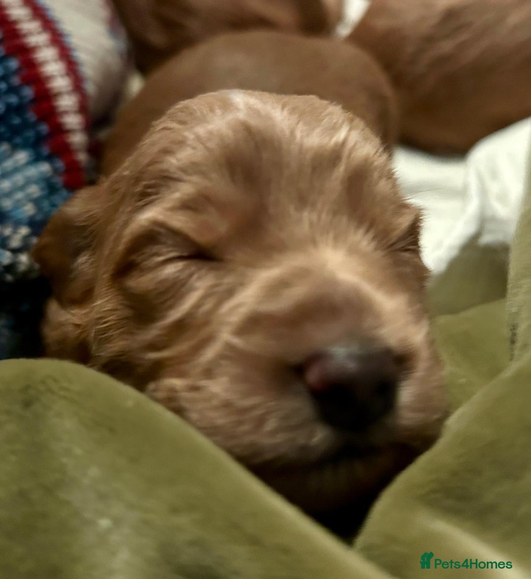 Labradoodle dogs for sale: 🥰 Cute Miniature labradoodle Pups 💖💕 - Advert 8