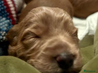 Labradoodle dogs 🥰 Cute Miniature labradoodle Pups 💖💕 - Advert 3