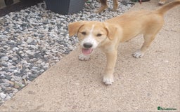 Mixed Breed dogs for sale: **LAST FEMALE HUSKYDOODLE** in Nottingham - Image 2