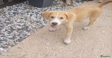Mixed Breed dogs in Nottingham - Advert 11