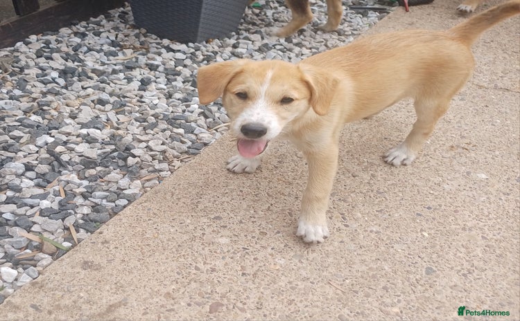 Mixed Breed dogs in Nottingham - Advert 13