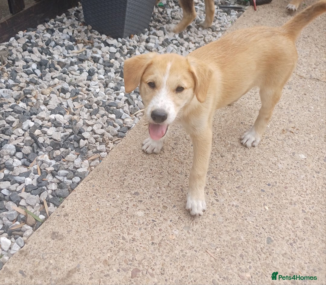 Mixed Breed dogs for sale: **LAST FEMALE HUSKYDOODLE** in Nottingham - Image 2