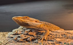 Bearded Dragon reptiles for sale: Bearded Dragon Male 3 years old plus set up - Image 1