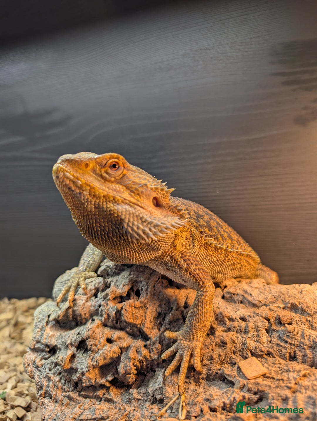 Bearded Dragon reptiles for sale: Bearded Dragon Male 3 years old plus set up - Image 1