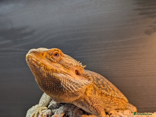 Bearded Dragon reptiles - Advert 7