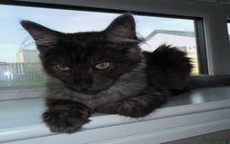 Maine Coon cats for sale: Maincoon Boy 9 Months Old  - Image 1