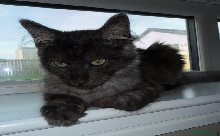 Maine Coon cats - Advert 11