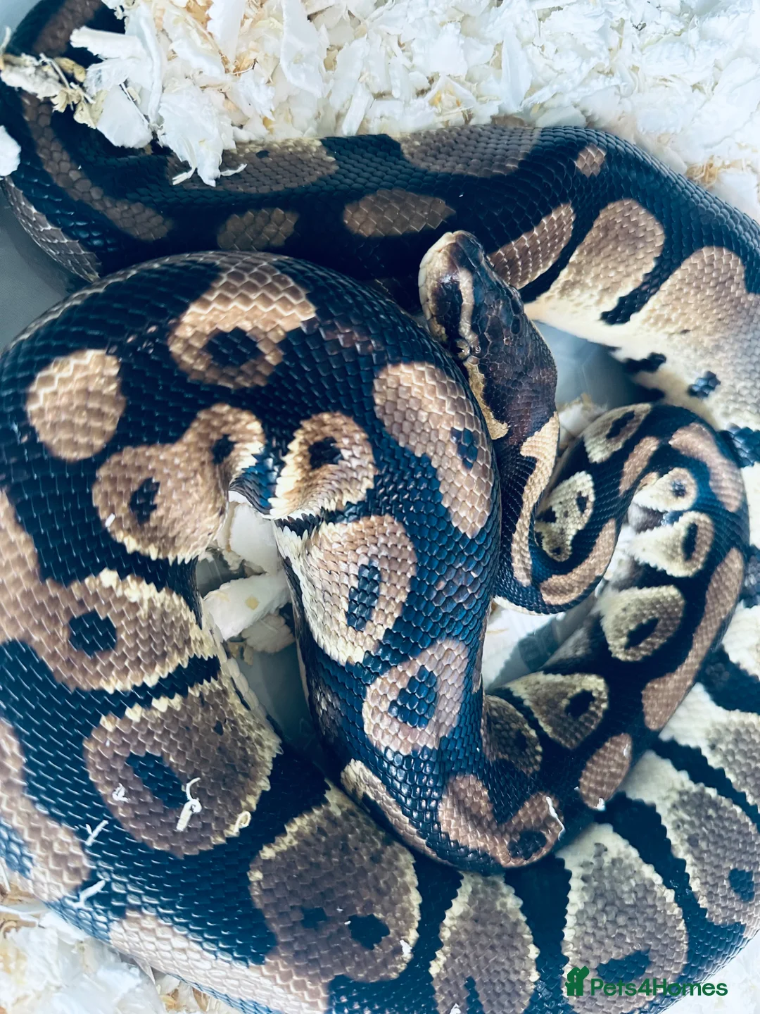 Python Snake reptiles for sale: Adult Male Royal Python  - Advert 2