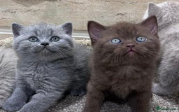 British Shorthair cats for sale: Adorable British Shorthair Teddy Bear Kittens - Image 5
