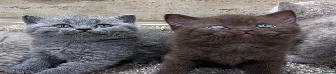 British Shorthair Kitten 2 blue boy