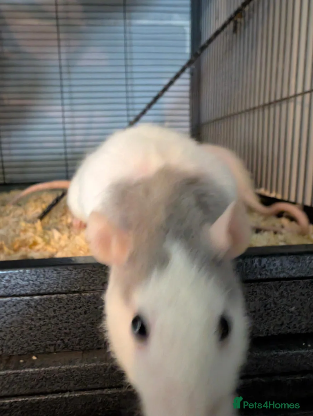 Rat rodents for sale: Group of 4 female rats - Advert 9