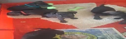 Patterdale Terrier dogs for sale: Pattersdale pups - Advert 2