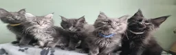 Maine Coon cats for sale: Maine coon kittens registered with GCCF - Advert 2