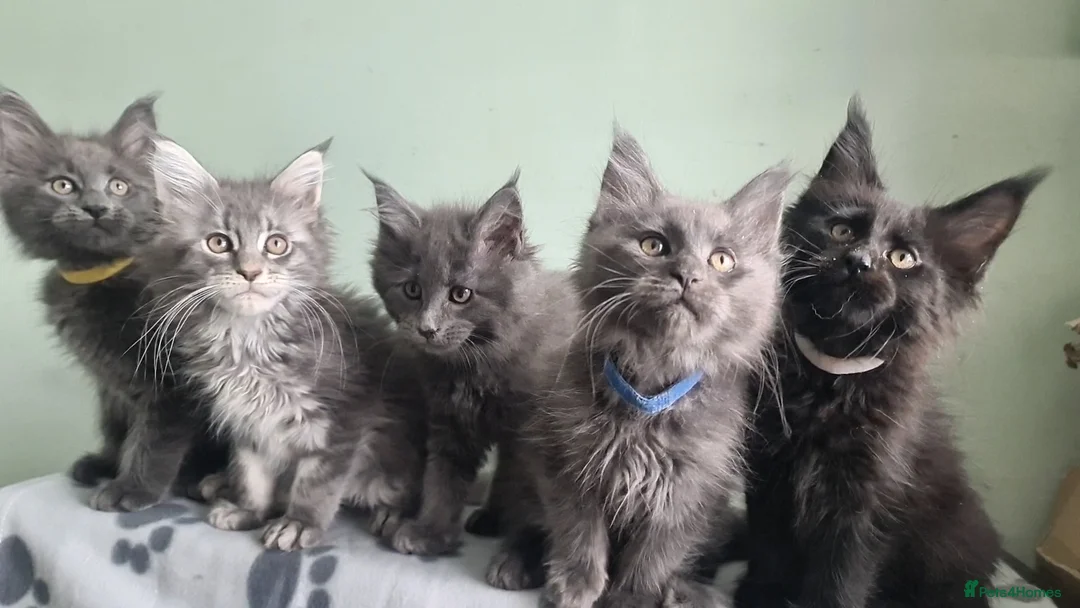 Maine Coon cats for sale: Maine coon kittens registered with GCCF - Advert 2