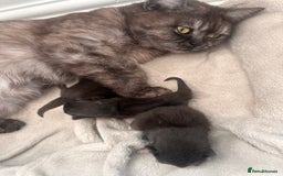 Mixed Breed cats for sale: 3 kittens left  - Image 12