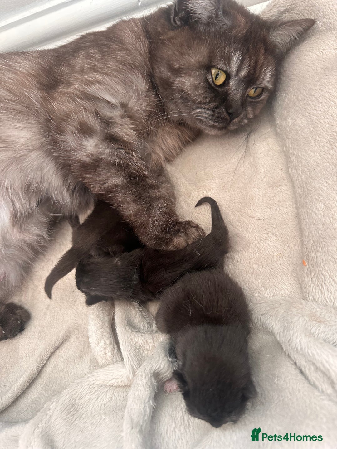 Mixed Breed cats for sale: 3 kittens left  - Image 12