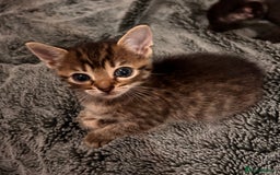 Mixed Breed cats for sale: 7 Gorgeous mixed kittens - Image 17