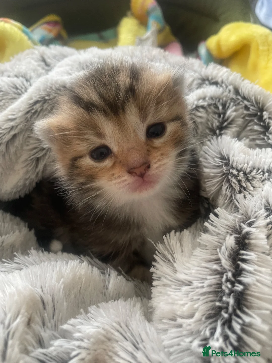 Mixed Breed cats for sale: Adorable kittens  in Bishop's Stortford - Advert 5