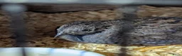 Conures birds for sale: 2 x Chinese painted quails  in Tain - Advert 3