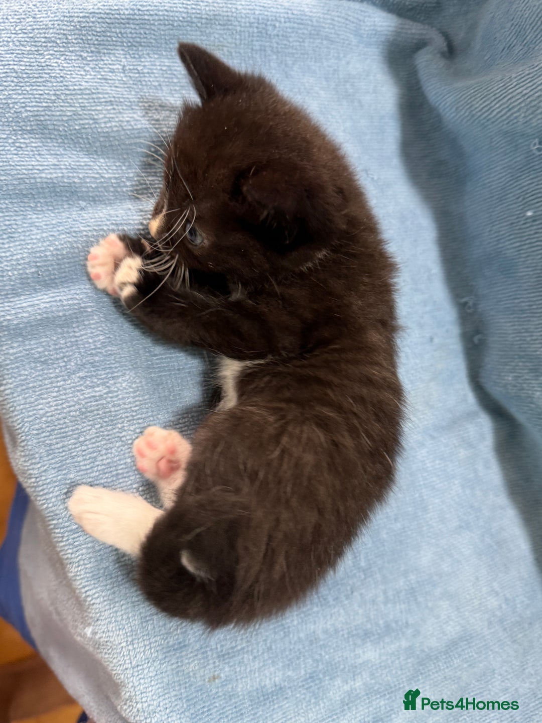Mixed Breed cats for sale: Mix breed kittens for sale - Image 7