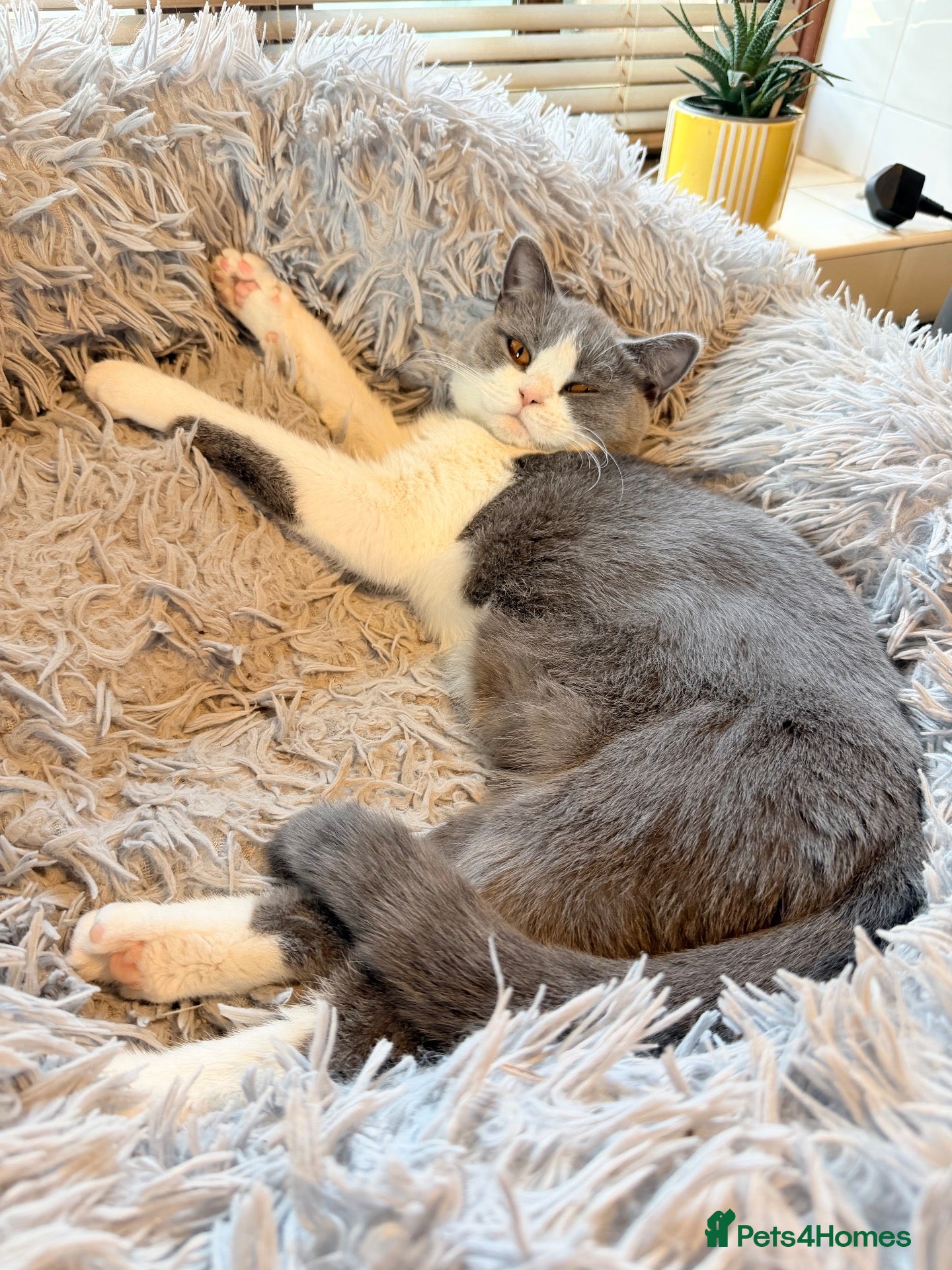 British Shorthair cats for sale: British Shorthair  - Advert 2