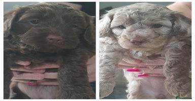 Cockapoo dogs - Advert 12
