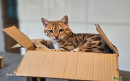 Bengal cats for sale: Beautiful Bengal Female  - Image 4