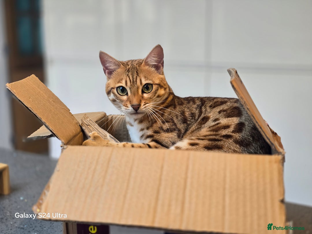 Bengal cats for sale: Beautiful Bengal Female  - Image 4