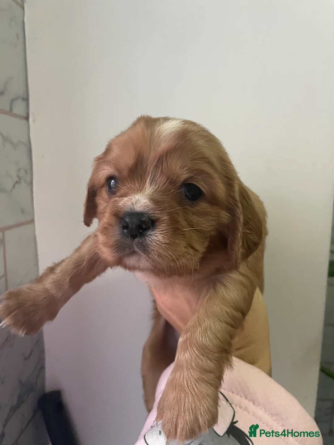 Cavalier King Charles Spaniel dogs for sale: Beautiful Cavalier puppies - Advert 20