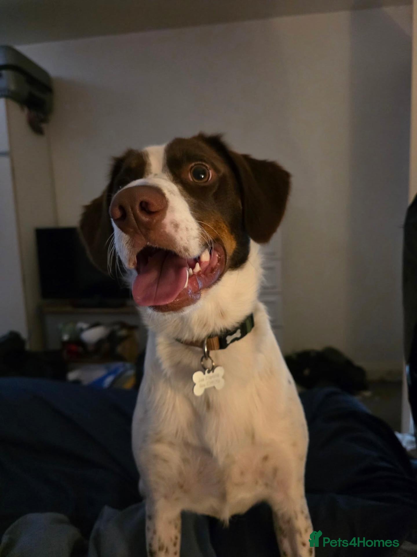 Sprollie dogs for sale: 1 Year Old Fergus - Advert 3