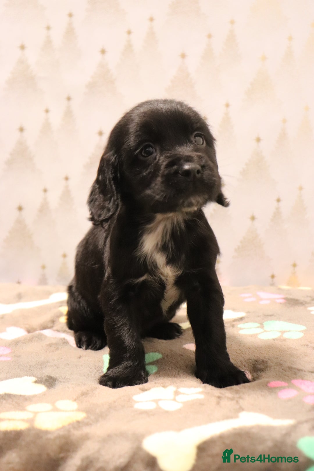 Cocker Spaniel dogs for sale: Fully Health Tested Cocker Spaniel Puppies  - Advert 5