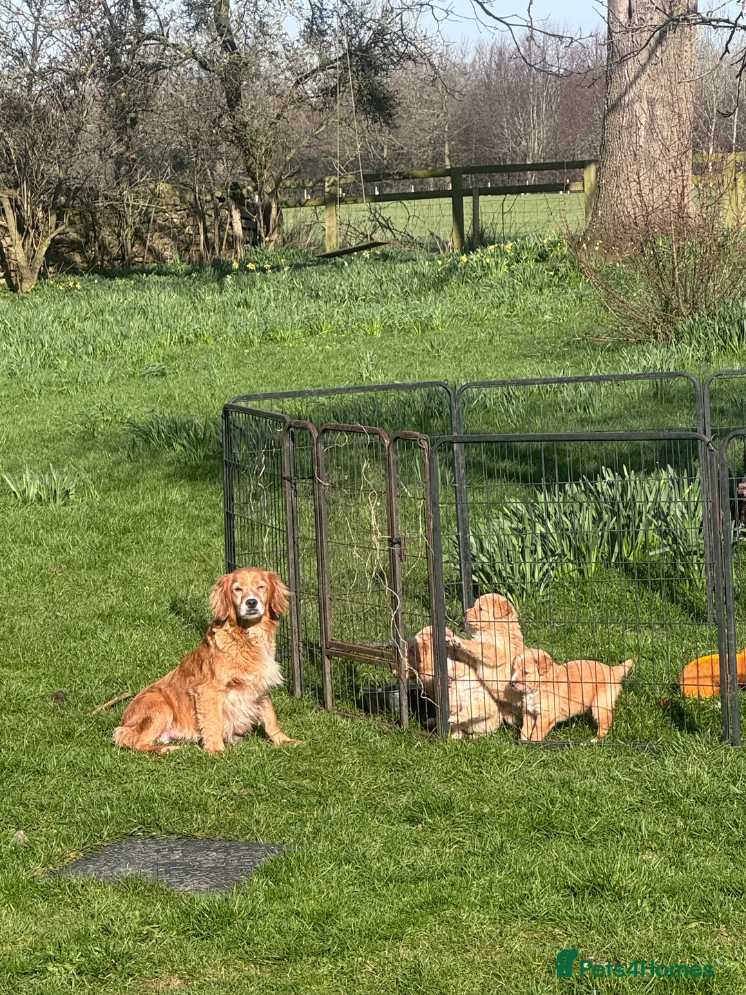 Mixed Breed dogs for sale: Lovely 3/4 Cocker Spaniel Puppies for Sale  - Advert 2