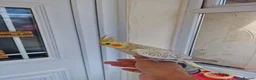Cockatiels birds for sale: Super hand tamed baby cockatiels  - Advert 16