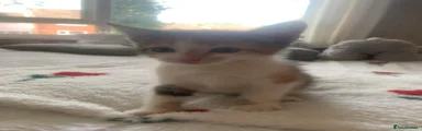 Mixed Breed Kitten 1