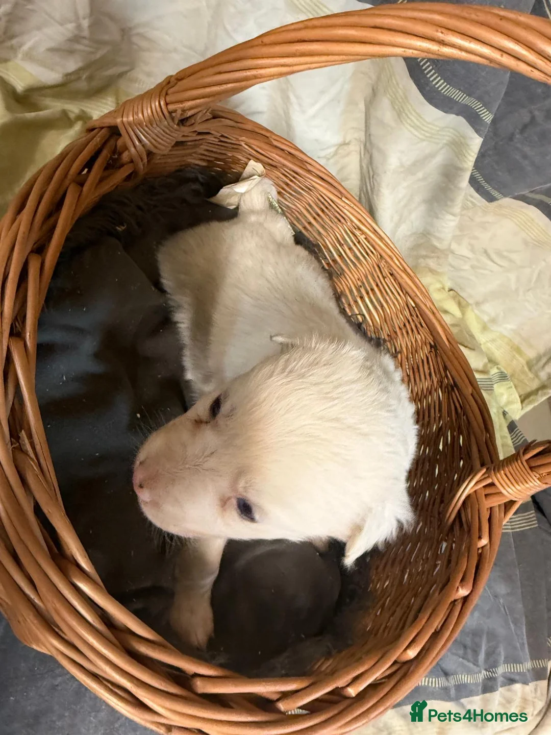 Border Collie dogs for sale: Red Merle and red- black and white border collies - Advert 17